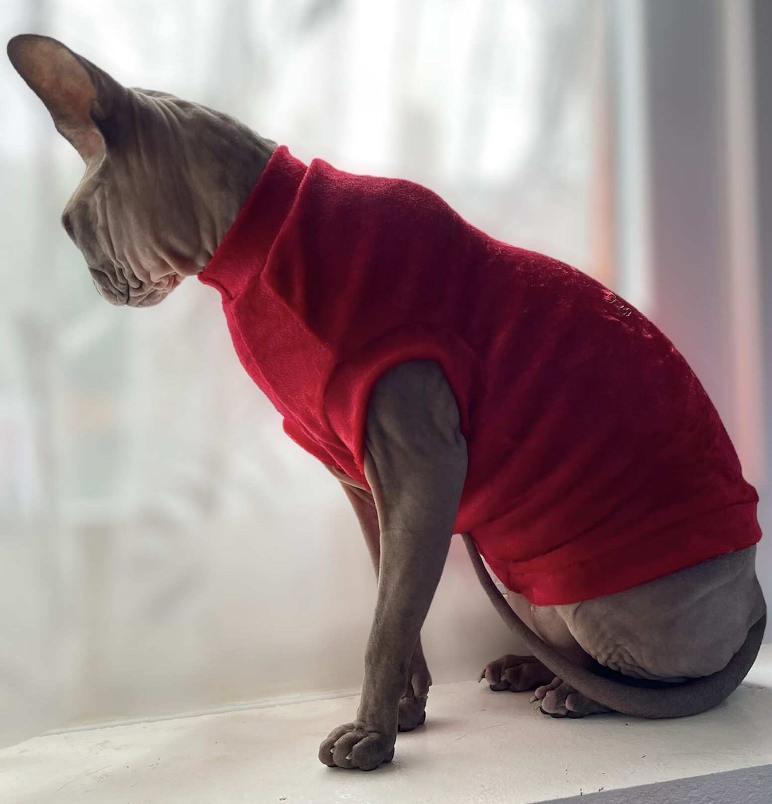 Sphynx Cat T-Shirt