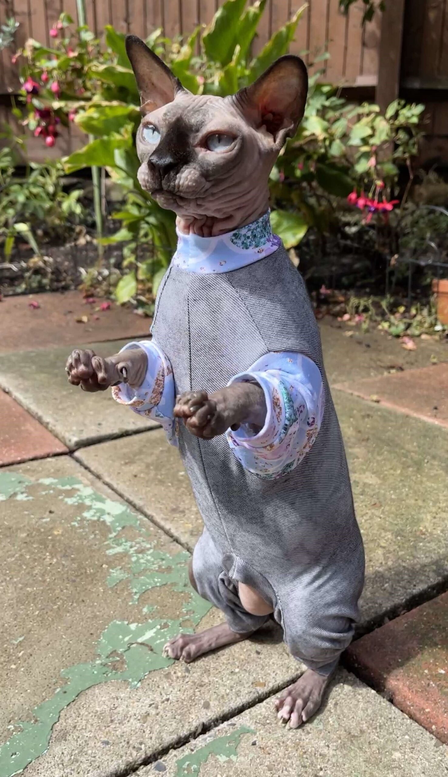 Sphynx Cat Suit by Sphynx in Clothes