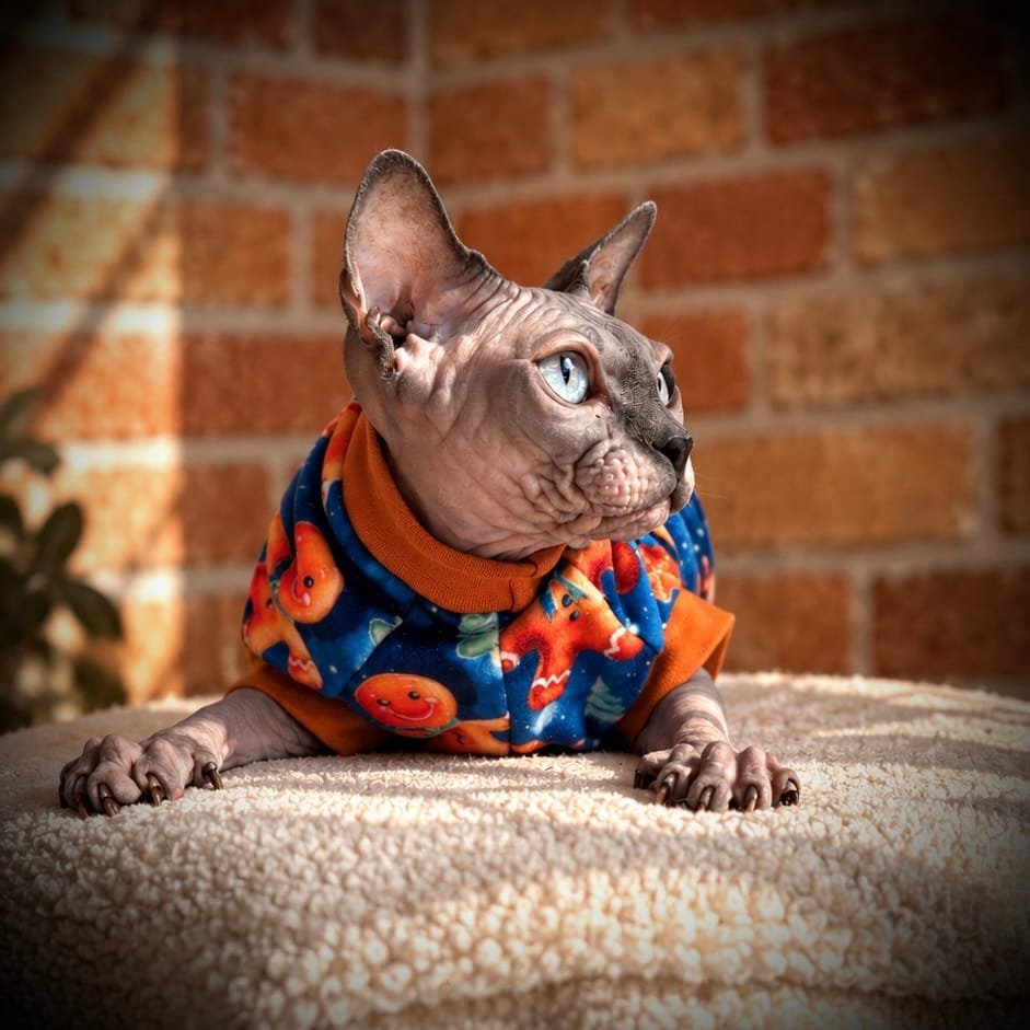 Gingerbread - Minky Squish Sphynx Top - Image 3