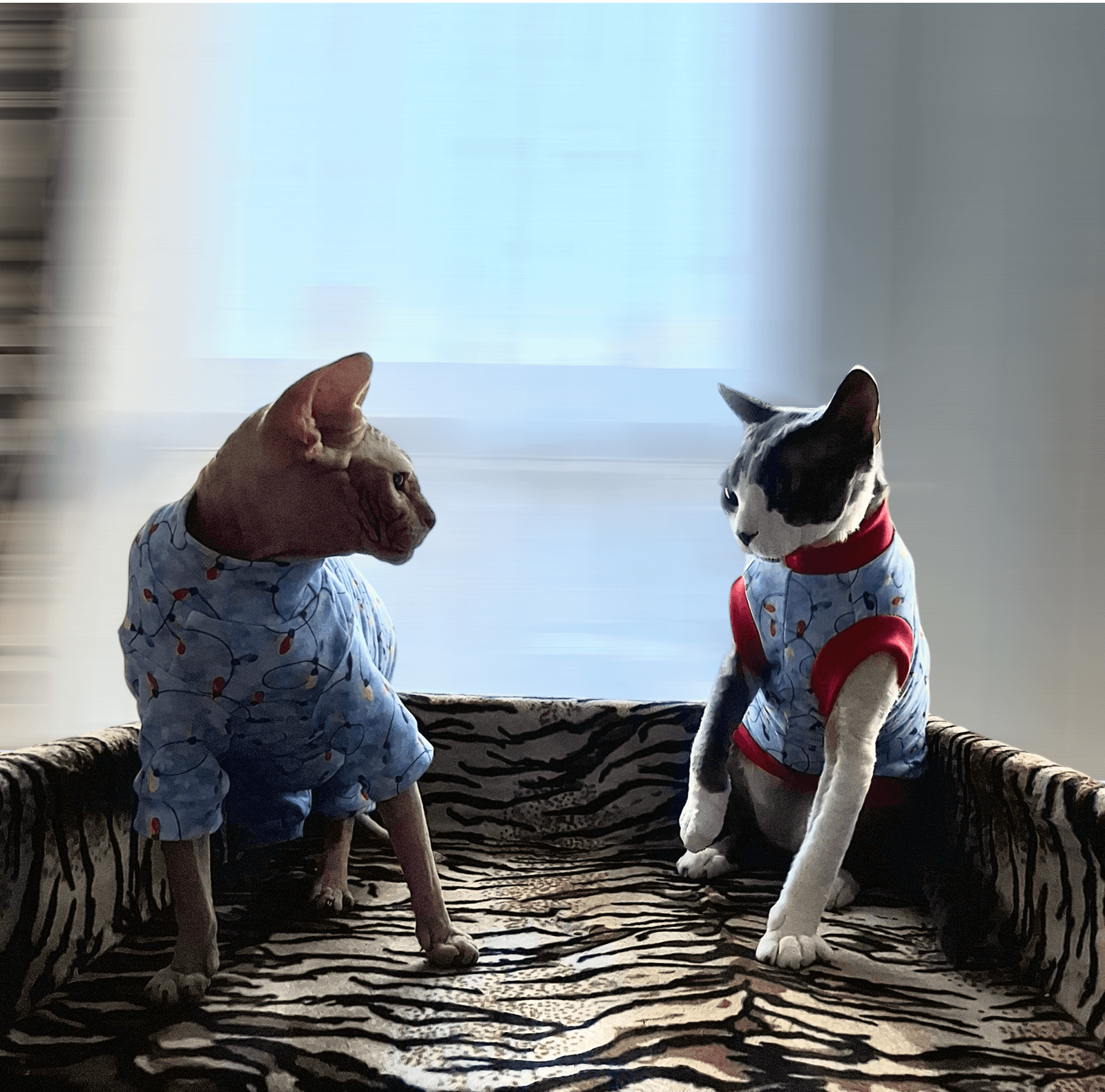 Sphynx Fashion Clothes by Sphynx in Clothes the Sphynx Clothing Company