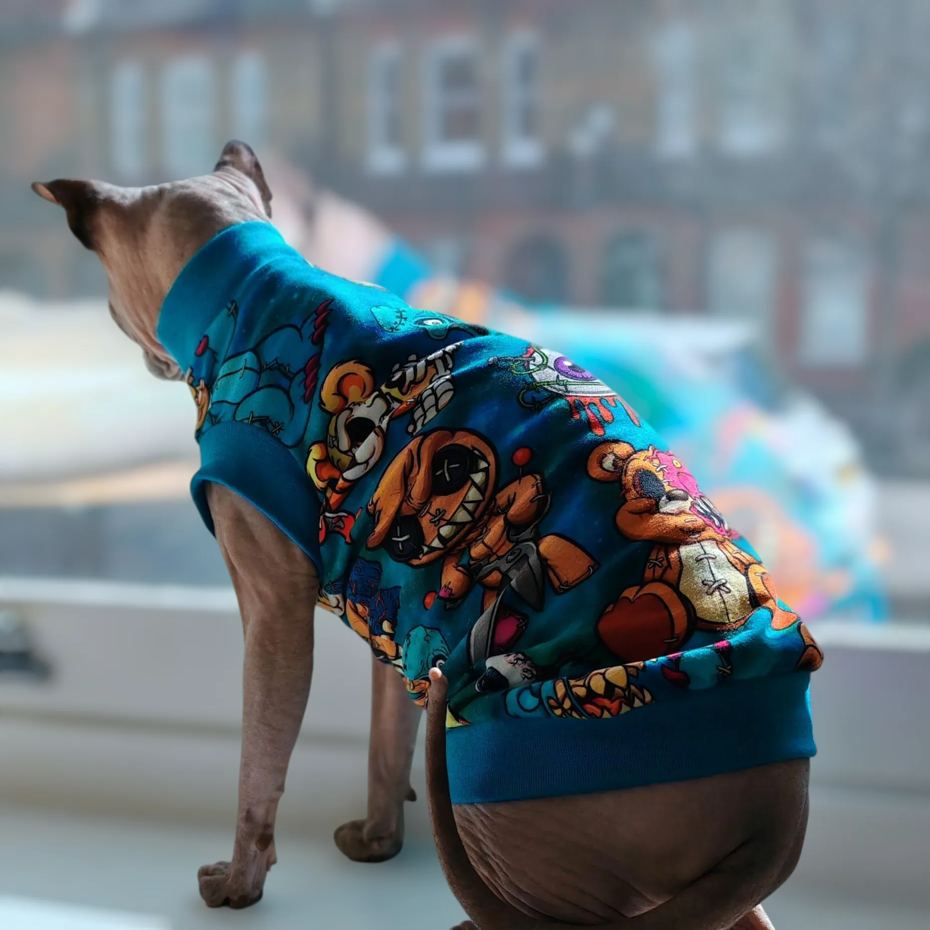 Sphynx Cat in Clothes